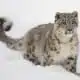 Snow leopard spirit animal pictured in deep snow.