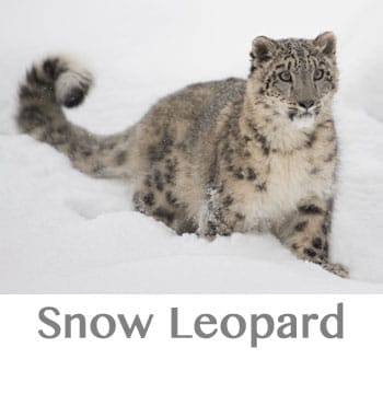 Photo of a snow leopard spirit animal in the snow.