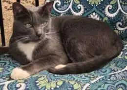 Is my cat my spirit animal? Discover the spiritual connection between humans and pets. Photo of Stacey Couch's cat Rio.