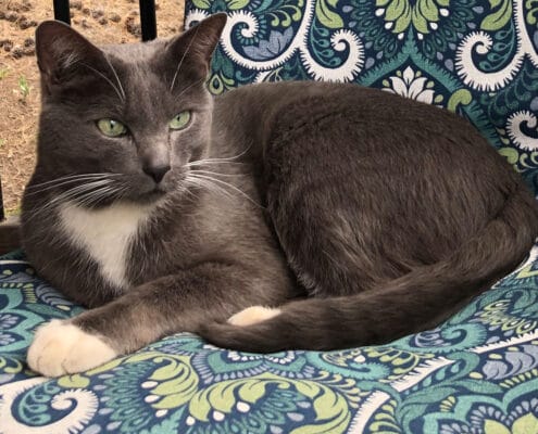 Is my cat my spirit animal? Discover the spiritual connection between humans and pets. Photo of Stacey Couch's cat Rio.