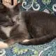 Is my cat my spirit animal? Discover the spiritual connection between humans and pets. Photo of Stacey Couch's cat Rio.