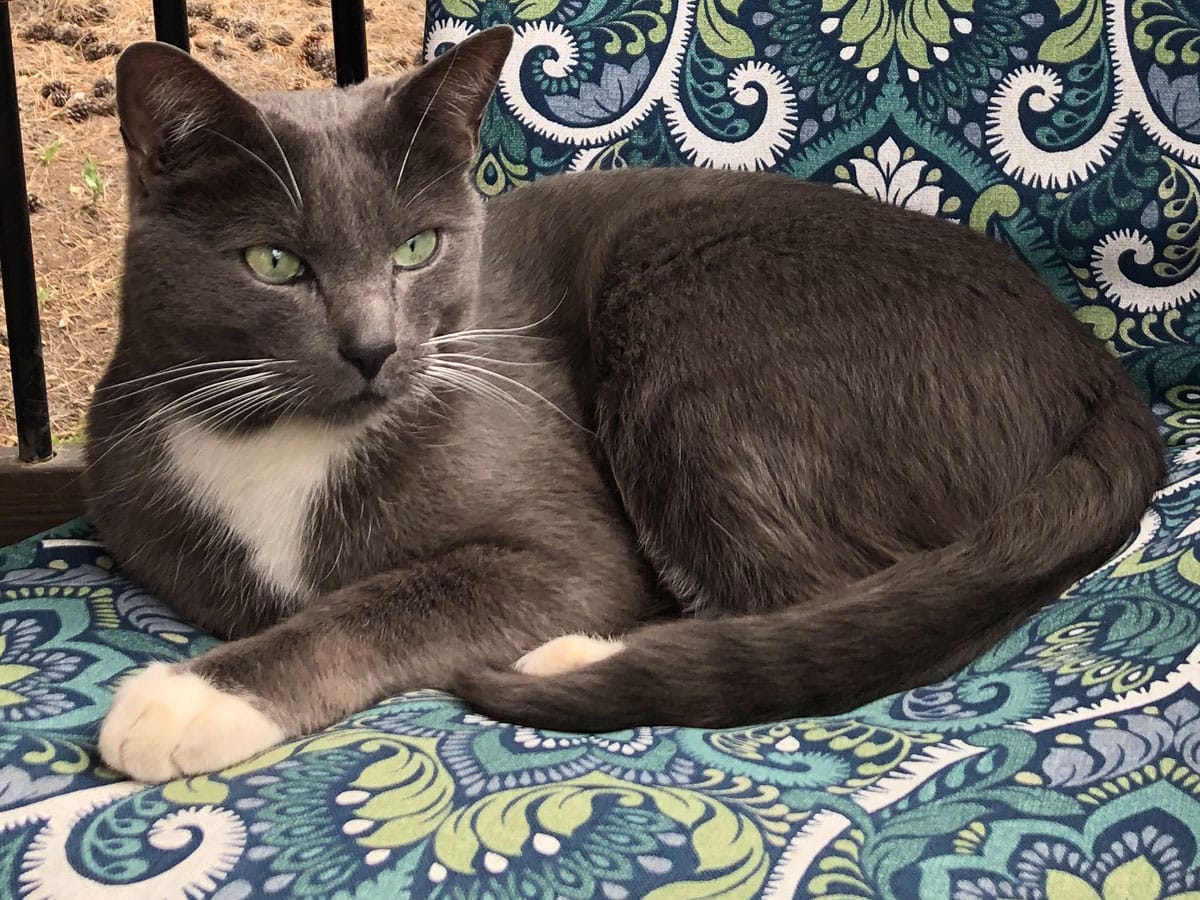 Is my cat my spirit animal? Discover the spiritual connection between humans and pets. Photo of Stacey Couch's cat Rio.