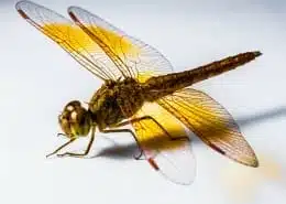 Dragonfly symbolism