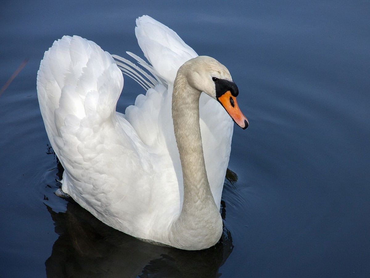 Black Swan Animal Symbolism
