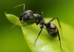 spiritual meaning of ant spirit animal