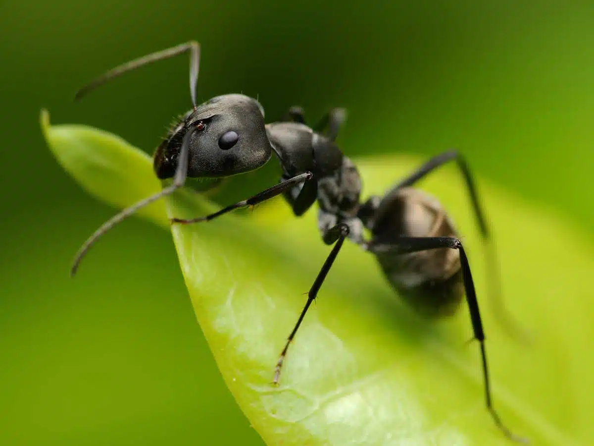 spiritual meaning of ant spirit animal