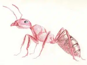 spiritual meaning of red fire army bullet ant